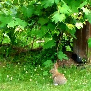 Meet your Posher, Diana